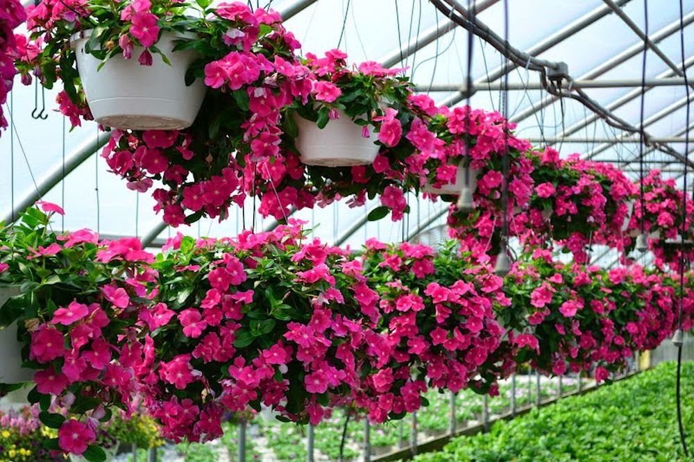 Cây thích hợp trồng nhà hướng Tây Cây thích hợp trồng nhà hướng Tây