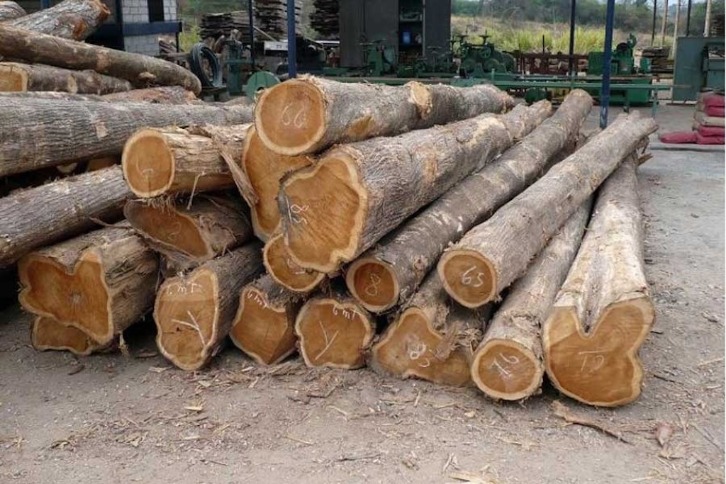 Cách phân biệt gỗ xoan đào Tìm hiểu về giá, cách phân biệt gỗ xoan đào
